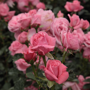 Poзa Корал Дон - розовая - Лазающая плетистая роза (клаймбер) 